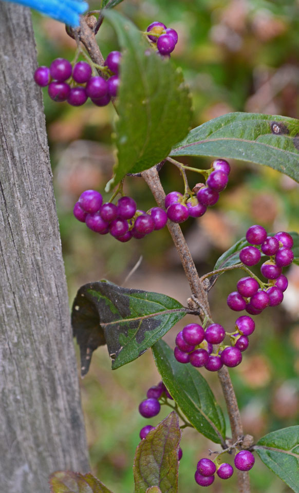 Beauty Berries