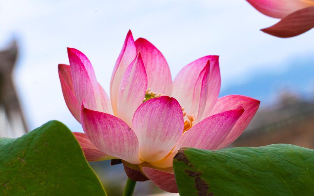 Nature Reconnection Retreat