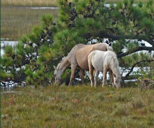 Wild ponies grazing on Chincoteague Island, Virginia